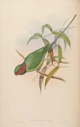 Palaeornis affinis = Psittacula longicauda